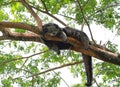 Binturong or Bearcat Arctictis binturong sleep on the tree branch