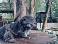 Binturong or bearcat with black fur Royalty Free Stock Photo