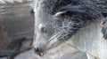 Binturong Bearcat relaxing Longleat Safari Park West Midlands