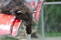 Binturong, Bearcat.