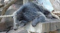 Binturong Bearcat lazing around Longleat Safari Park West Midlands