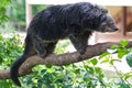 Binturong or Bearcat on tree branch Royalty Free Stock Photo
