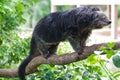 Binturong or Bearcat on tree branch Royalty Free Stock Photo