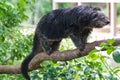 Binturong or Bearcat on tree branch Royalty Free Stock Photo