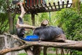 Binturong cat - bear grinned, squabble