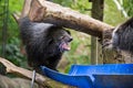 Binturong cat - bear grinned, squabble Royalty Free Stock Photo