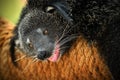 Binturong