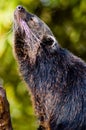 Binturong Closeup Royalty Free Stock Photo