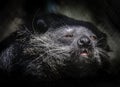 Binturong Face Royalty Free Stock Photo