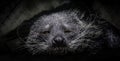 Binturong Face Royalty Free Stock Photo