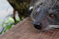 Binturong face Royalty Free Stock Photo