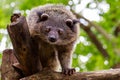 Binturong or philipino bearcat looking curiously from the tree, Royalty Free Stock Photo