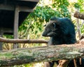 Binturong or philipino bearcat looking curiously from the tree, Palawan, Philippines Royalty Free Stock Photo