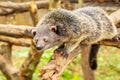 Binturong or philipino bearcat ready for attack, Palawan Royalty Free Stock Photo