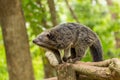 Binturong or philipino bearcat walking on the trees, Palawan Royalty Free Stock Photo