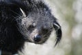 Binturong or Bearcat Royalty Free Stock Photo