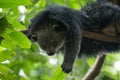 Binturong Royalty Free Stock Photo