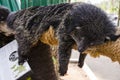 Binturong sleep on a tree