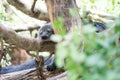 Binturong sleep on tree