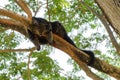 Binturong sleeping on tree branch