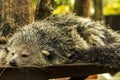 Shot of a Binturong or Bearcat with a very cool bokeh background suitable for use as wallpaper