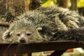 Shot of a Binturong or Bearcat with a very cool bokeh background suitable for use as wallpaper