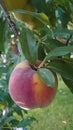 Bio agriculture - Eco raised vegetables and fruits - peaches hanging from the branch
