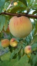 Bio agriculture - Eco raised vegetables and fruits - peaches hanging from the branch