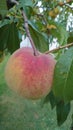 Bio agriculture - Eco raised vegetables and fruits - peaches hanging from the branch