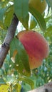 Bio agriculture - Eco raised vegetables and fruits - peaches hanging from the branch