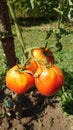 Bio agriculture - ecologically raised vegetables - tomato plant and fruits