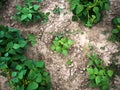 Bio agriculture with young bean plants. Royalty Free Stock Photo