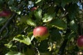 Bio apple on the branch in garden, harvest season. Fruit tree. Natural