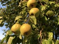 Bio apples in organic Swiss orchards on the slopes of the Buochserhorn mountain and by the lake Lucerne or Vierwaldstaetersee lake