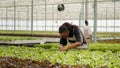 Bio crops farm worker inspecting at green lettuce leaves cultivating organic plants checking for pests Royalty Free Stock Photo