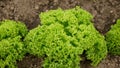 Lettuce bio green curly Lollo Bionda Rossa harvest farm field Lactuca sativa harvesting food Verona farmer farming