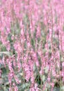 Bio Eco nature concept background. Violet Flowers field. Stylish vertical wallpaper Royalty Free Stock Photo