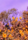 Bio Eco nature plant lover concept background. Yellow Flowers field. Stylish vertical wallpaper. Travel Slovenia