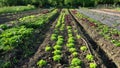 Green lettuce Lactuca sativa red farm garden bio farmer field farming vegetable agricultural plantation fruit tree dron Royalty Free Stock Photo