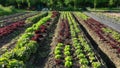 Green lettuce Lactuca sativa red farm garden bio farmer field farming vegetable agricultural plantation fruit tree dron aerial Royalty Free Stock Photo