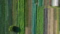 Bio farmer field farming vegetable agricultural farm garden plantation fruit tree dron aerial video shot leaf curly