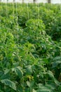 Bio farming in Italy, cultivation of tomatoes in greenhouse, agr