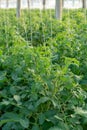 Bio farming in Italy, cultivation of tomatoes in greenhouse, agr