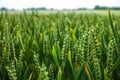 Bio farming, unripe green wheat plants growing on field