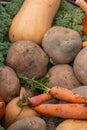 Bio food. Garden produce and harvested vegetable. Fresh farm vegetables. Carrots, potatoes, onions and beets Royalty Free Stock Photo