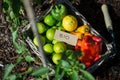 Bio foods - rainbow coloured fresh fruit and vegetables Royalty Free Stock Photo