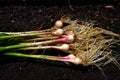 Bio fresh garlic just harvested on organic Royalty Free Stock Photo