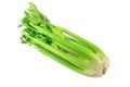 Bio fresh green celery, bunch celery stalk with leaves isolated on a white background with clipping path Royalty Free Stock Photo