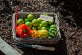 Bio fresh produce - rainbow coloured fruit and vegetables Royalty Free Stock Photo