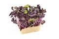 Bio Fresh Red Mustard Cress Royalty Free Stock Photo